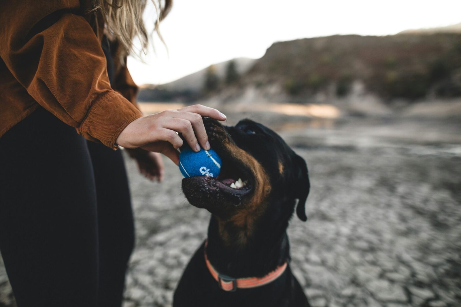 Home Alone: Your Post-Pandemic Guide to Ease Your Dog's Anxiety When You Return to Work