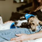 How to Recognize and Treat Common Health Issues in Dogs