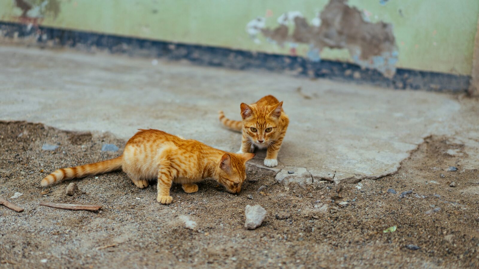 When Do Kittens Start Eating Food? A Veterinarian Says Sooner Than You Might Think