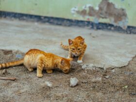 When Do Kittens Start Eating Food? A Veterinarian Says Sooner Than You Might Think