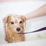 Essential Tips for Bathing Your Dog: A Comprehensive Guide