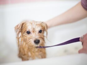 Essential Tips for Bathing Your Dog: A Comprehensive Guide