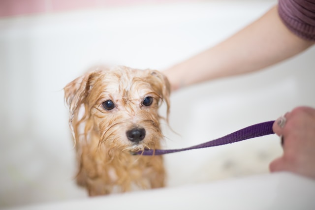 Essential Tips for Bathing Your Dog: A Comprehensive Guide