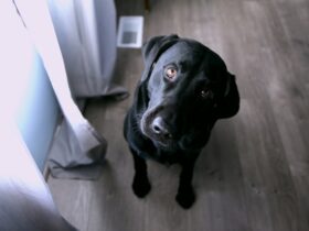 Black Lab Dog: A Comprehensive Guide to the Beloved Black Labrador Retriever