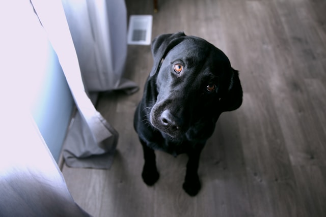 Black Lab Dog: A Comprehensive Guide to the Beloved Black Labrador Retriever