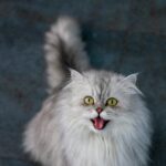 Price of Persian Cat in India: A Comprehensive Guide