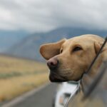 How to Handle Pet Emergencies While Traveling: A Complete Guide for Dog and Cat Owners