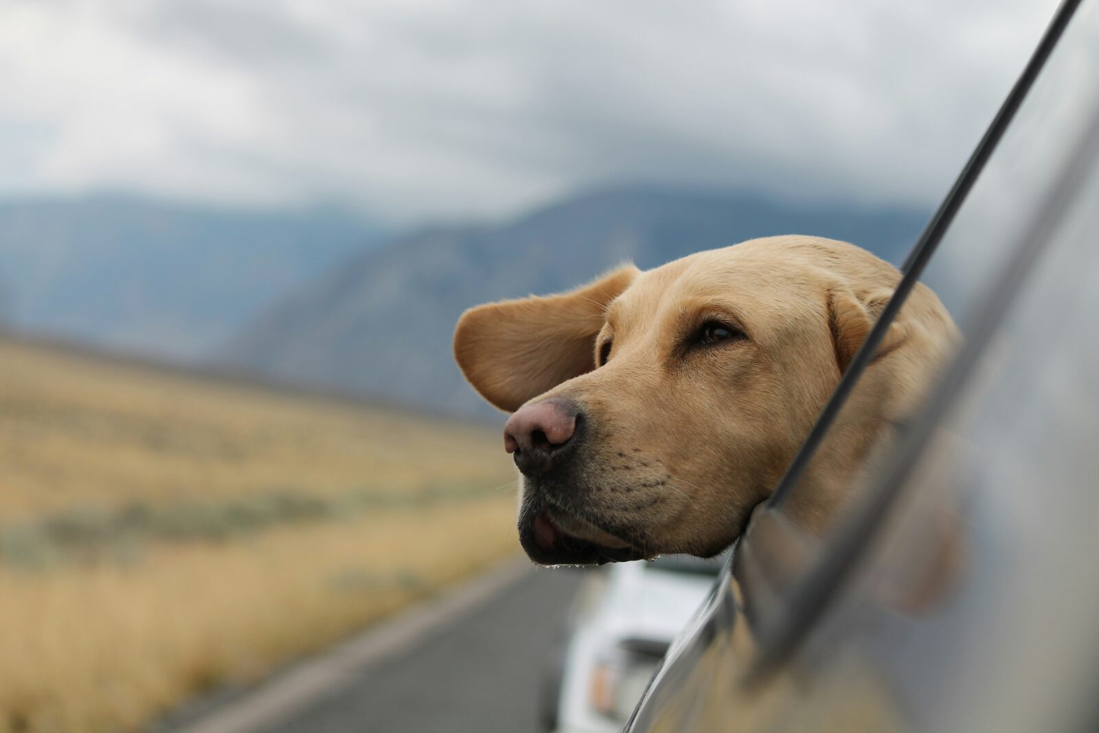 How to Handle Pet Emergencies While Traveling: A Complete Guide for Dog and Cat Owners