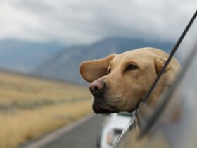 How to Handle Pet Emergencies While Traveling: A Complete Guide for Dog and Cat Owners