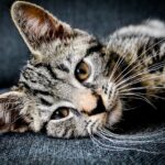 Understanding Your Cat’s Body Language: Decode Your Feline’s Signals