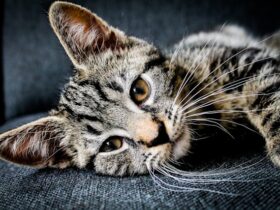 Understanding Your Cat’s Body Language: Decode Your Feline’s Signals