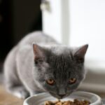 Here's How to Choose the Best Kitten Food and Treats