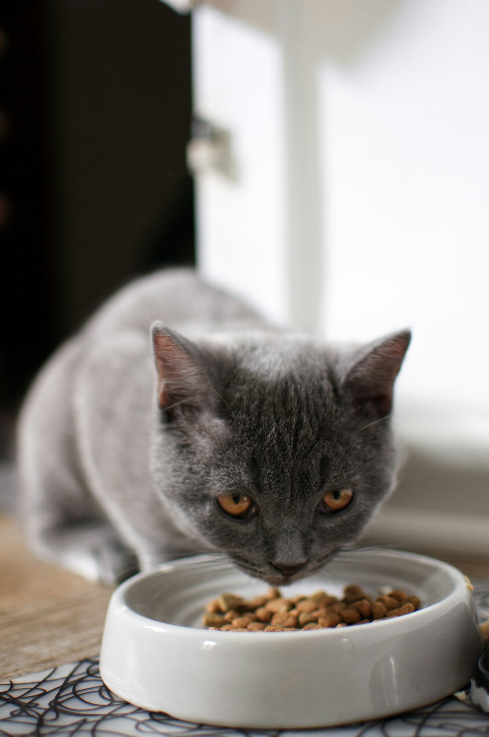 Here's How to Choose the Best Kitten Food and Treats