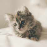 How Much Does a New Kitten Cost? Budgeting for Your Kitty’s First Year