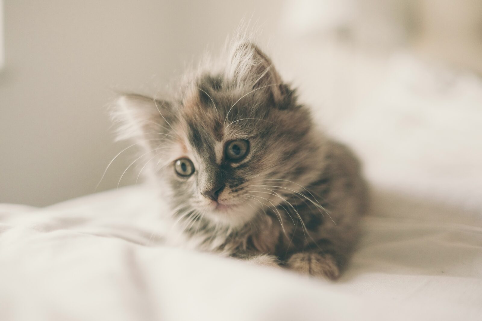 How Much Does a New Kitten Cost? Budgeting for Your Kitty’s First Year