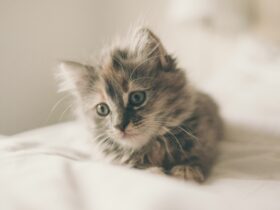 How Much Does a New Kitten Cost? Budgeting for Your Kitty’s First Year