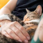 The Pros and Cons of Pet Insurance: Is It Worth It?