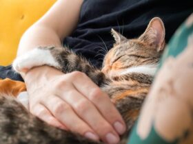 The Pros and Cons of Pet Insurance: Is It Worth It?