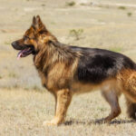 German Shepherd Dog Price: Factors, Costs, and Budgeting Tips