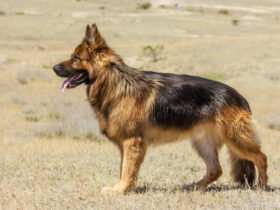 German Shepherd Dog Price: Factors, Costs, and Budgeting Tips