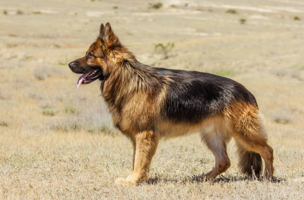 German Shepherd Dog Price: Factors, Costs, and Budgeting Tips