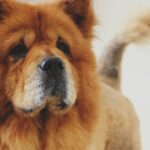 Price for Chow Chow Dog – A Comprehensive Guide