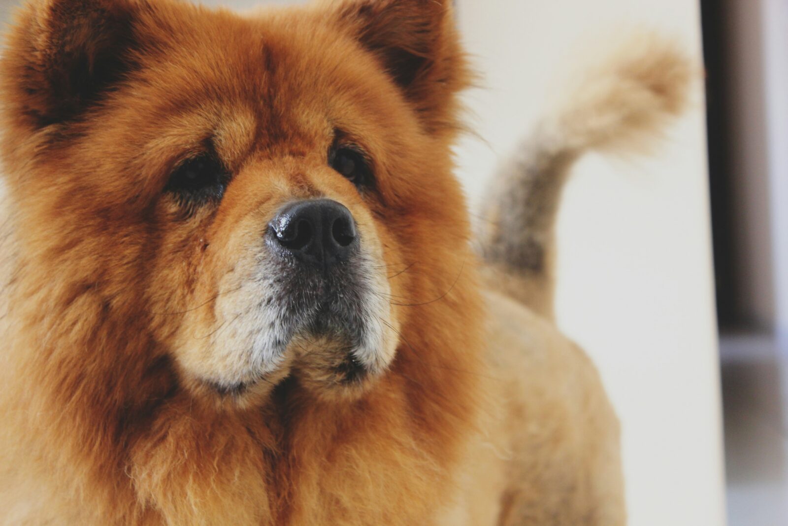 Price for Chow Chow Dog – A Comprehensive Guide