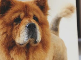 Price for Chow Chow Dog – A Comprehensive Guide