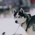 The Ultimate Guide to Finding a Reputable Husky Dog Breeder