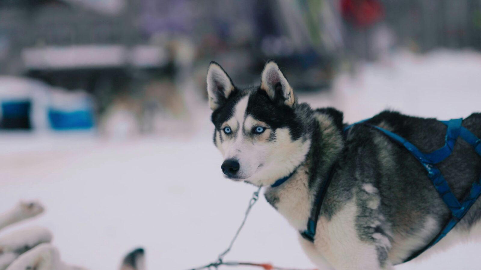 The Ultimate Guide to Finding a Reputable Husky Dog Breeder