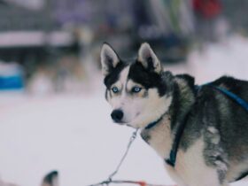 The Ultimate Guide to Finding a Reputable Husky Dog Breeder