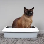 Why Your Cat Ignores the Litter Box and How to Fix It: Solutions and Tips