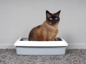 Why Your Cat Ignores the Litter Box and How to Fix It: Solutions and Tips