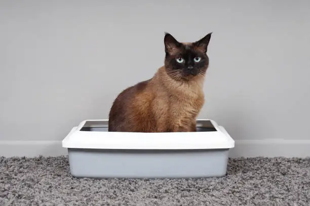 Why Your Cat Ignores the Litter Box and How to Fix It: Solutions and Tips