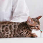 Essential Vaccinations for Your Dog or Cat: A Comprehensive Guide