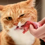 Understanding Pet Nutrition: What You Need to Know About Your Cat or Dog’s Diet