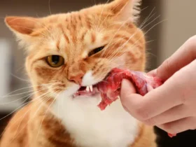 Understanding Pet Nutrition: What You Need to Know About Your Cat or Dog’s Diet