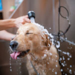 How to Properly Bathe a Dog, According to a Professional Groomer