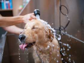 How to Properly Bathe a Dog, According to a Professional Groomer