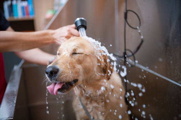 How to Properly Bathe a Dog, According to a Professional Groomer