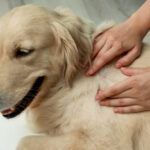 How to Recognize and Treat Common Pet Allergies: A Comprehensive Guide