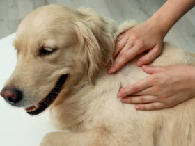 How to Recognize and Treat Common Pet Allergies: A Comprehensive Guide