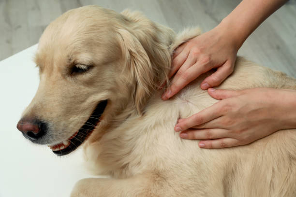 How to Recognize and Treat Common Pet Allergies: A Comprehensive Guide