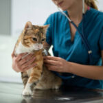 How to Deal with Pet Allergies: Essential Tips for Cat and Dog Owners