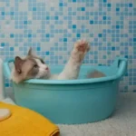 How to Make Your Cat Love Bath Time