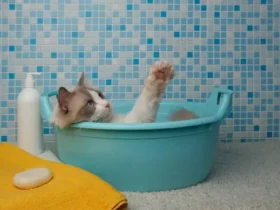 How to Make Your Cat Love Bath Time