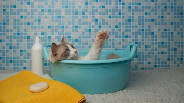 How to Make Your Cat Love Bath Time