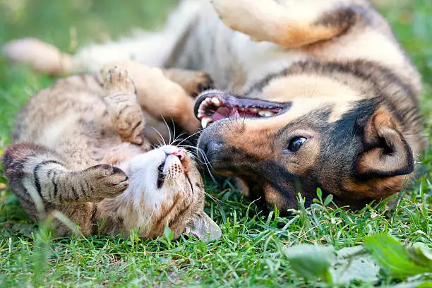 How to Introduce Your Cat to a New Dog: A Step-by-Step Guide