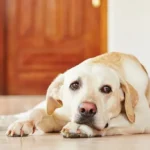 Understanding Dog Anxiety: Signs, Causes, and Solutions