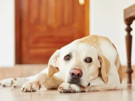 Understanding Dog Anxiety: Signs, Causes, and Solutions